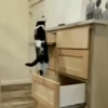 Escapes y peleas épicas 🐱🐶 11