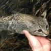 Gatos  14