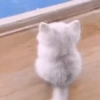 Cute Cat's 🐱🐾❤️ 16