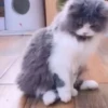 Gatinhos little cats 23