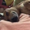 Cachorro Descansando