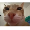 Mascotas Tiktok😼🐶 11