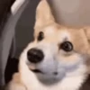 Reações do cão 20
