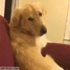 Cachorro Gif 7