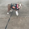 GIFs de Cachorros Reações 3 🐶 7