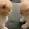 Gatinhos little cats 5