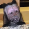 Monkey moods 7