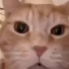 Gatitos. | @ocenferios  Haki. 10