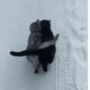Reacciones gatunas🐱🤪 6