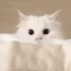 💙🐱Michitos reacciones🐱💙 12