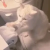 Reacciones gatunas🐱🤪 13
