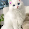 Gatinhos boiolinhas 🥰 8