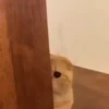 Gato triste y enojado 😎 9