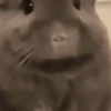 XITPOST ANIMADO  ˃̵ᴗ˂̵ 13
