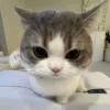 Gatos memes 9