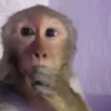 Monos  5