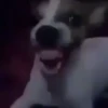 REAÇÕES BICHINHOS  11