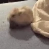 Hamster gifs baixa qualidade  10