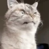 🐱Michitos randoms🐱 10