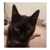 Gatito sacando la lengua 💋😝 7