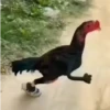 Animadas | Tiktok 5