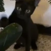 Gata loca 6