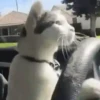 GATINHOS MEMES😹 13