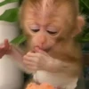 🧿Monkey🐒Changuitos🐵 5