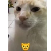 Mascotas Tiktok😼🐶 9