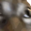 Cat meme 7