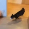 Gatos 2 11