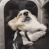 Reações do cão 6