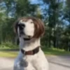 Reações do cão 8