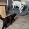 Gatos + 😾 6