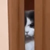 GATINHOS MEMES😹 5