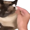 Animales Tiktoks 🤣 7