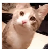 Gato Tiktok Reacciones 😽😜 9