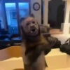 Monkey moods 8