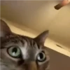 Kucing lucu 10