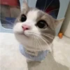 Gatos memes 7