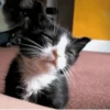 Gato Preto e Branco Sonolento