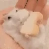 Hamster gifs baixa qualidade  5