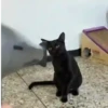 Gata loca 7