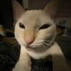 Memes do TikTok 😋🫦 11