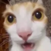 Gatos memes 14