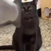 Gata loca 21