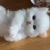 Cute Cat's 🐱🐾❤️ 19