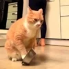Cats and dogs 21