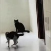 Escapes y peleas épicas 🐱🐶 8