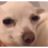 Gif3 16